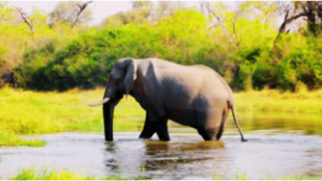 Ghana: Best for Culture, Wildlife & Safari Adventures in November beautyrelationship.com