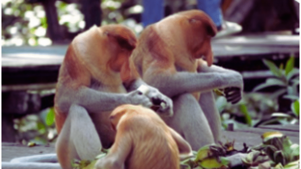 Panama: Birdwatching Paradise in November beautyrelationship.com